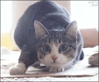 chat.thumb.gif.0bf7b0f795bd33d6022c0bf7b