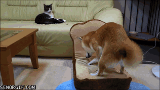 giphy (1).gif