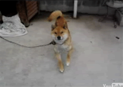 giphy (9).gif