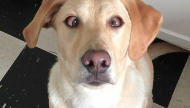 chien-qui-louche-sur-commande.jpg