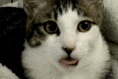 gif.petit_.chat_.201512-343.gif.5d14e4494765ea8bfa2a67c6f3d3e62d.gif