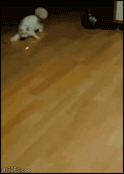 gif-chat-laser1-1.gif.4fb5e664c195ff53404ec9662337659c.gif