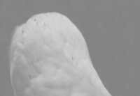 1683577904_inconnu(1).gif.553a74a8ab6fc159a00938eedc91608a.gif