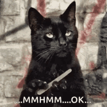 sassy-cats.gif.7248980660822054d0e2ed2d6e9d088b.gif