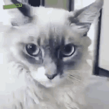 cat-gato.gif.d2ff284aff2a146c17132e027b17e521.gif