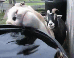 48kY.gif.b112cb59db5defabf9d288c32eb23979.gif
