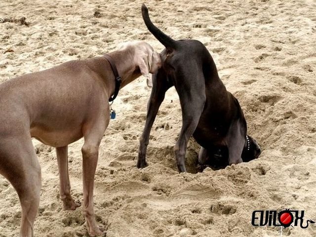 chien-profite-renifle-cul-chien.jpg.b7a0d3809d9d756997e0827c593f0635.jpg