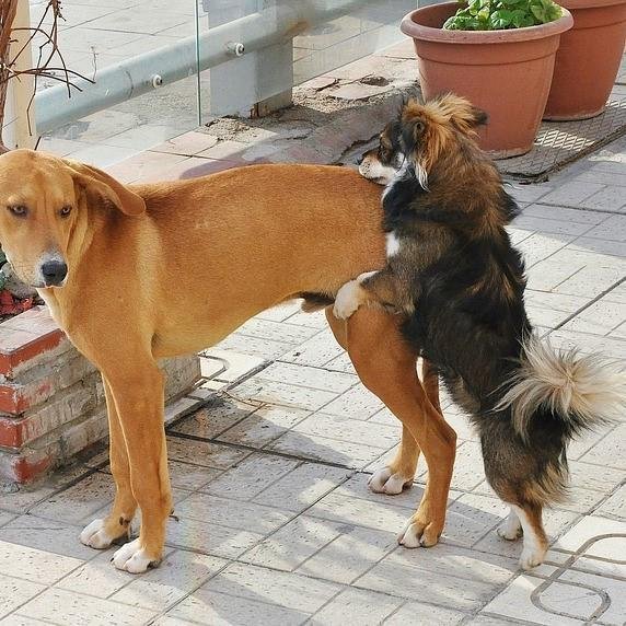 chien_male_qui_monte_un_autre_male_causes_et_conseils_727_600.jpg.dee096428f9d85efc3cb9aef8dca5704.jpg