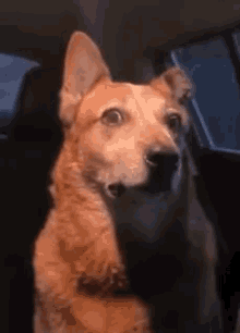 dog-worried.gif.3b7f351ad6aad4648720c9dbdd39dc0e.gif