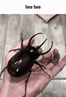 hee-hee-beetle.gif.a521348629d64f688bd33d494c6989ee.gif