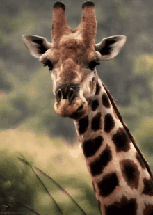 giraffe-chewing.gif.aad976075dc2ab7daf024e2c5bedeca0.gif