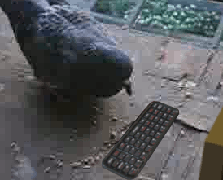 Pigeons_Barnstar.gif.09097472b6a12229acd1e002ce40b2f1.gif