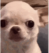 dog-smile.gif.adea5475a3b83388a22085e007a0b840.gif